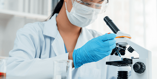 Researcher places drop of blue liquid onto microscope slide.